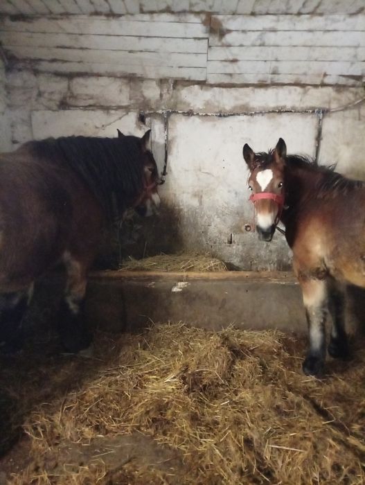De vânzare iapă cu mînz