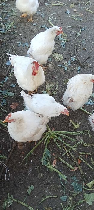 Găini de carne,de vânzare,Harmanestii Vechi