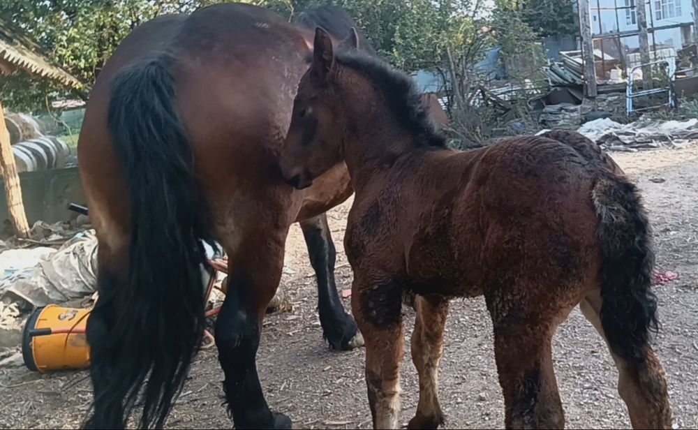 De vânzare iepe.    .