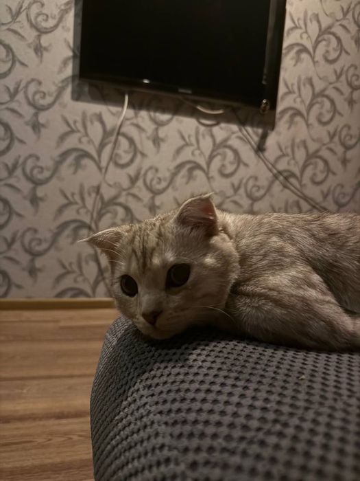 Котик шотландец