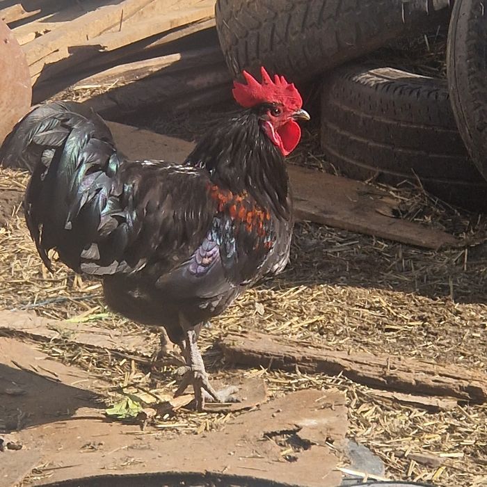 Cocoși Austrolorp si Brahma