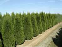 Plante ornamentale
