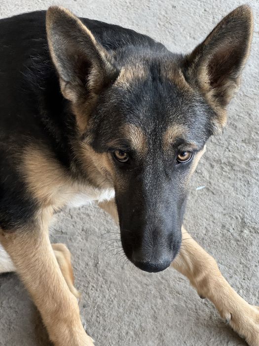 Немецкая овчарка сатылады