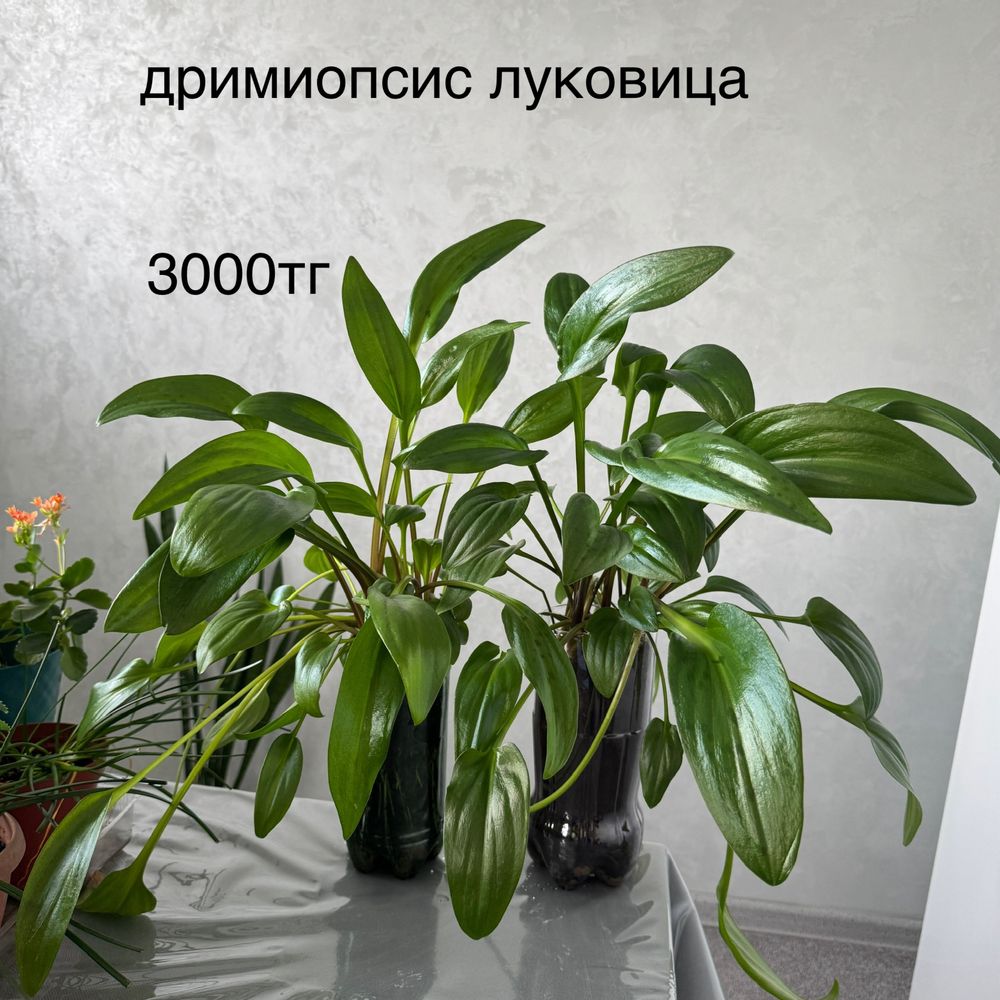 Комнатные растения