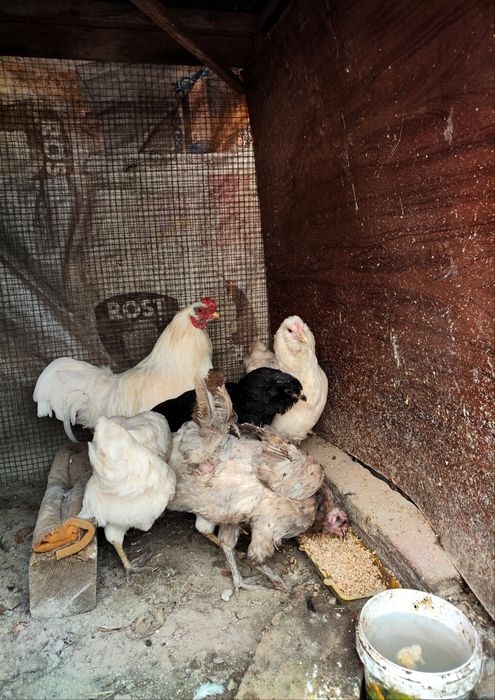 Куры 3 и Петух 1 Амераукана