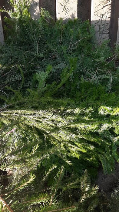 Пихтовые лапы для дикора, бани, цветочный магазин