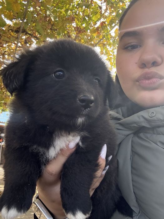 Подаряват се кученца