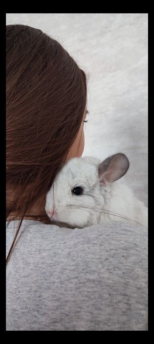 Продам  шиншиллу девочка белая ангора, беременна