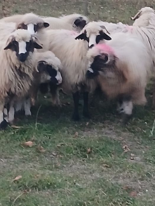 Vind miele breze de anul acesta