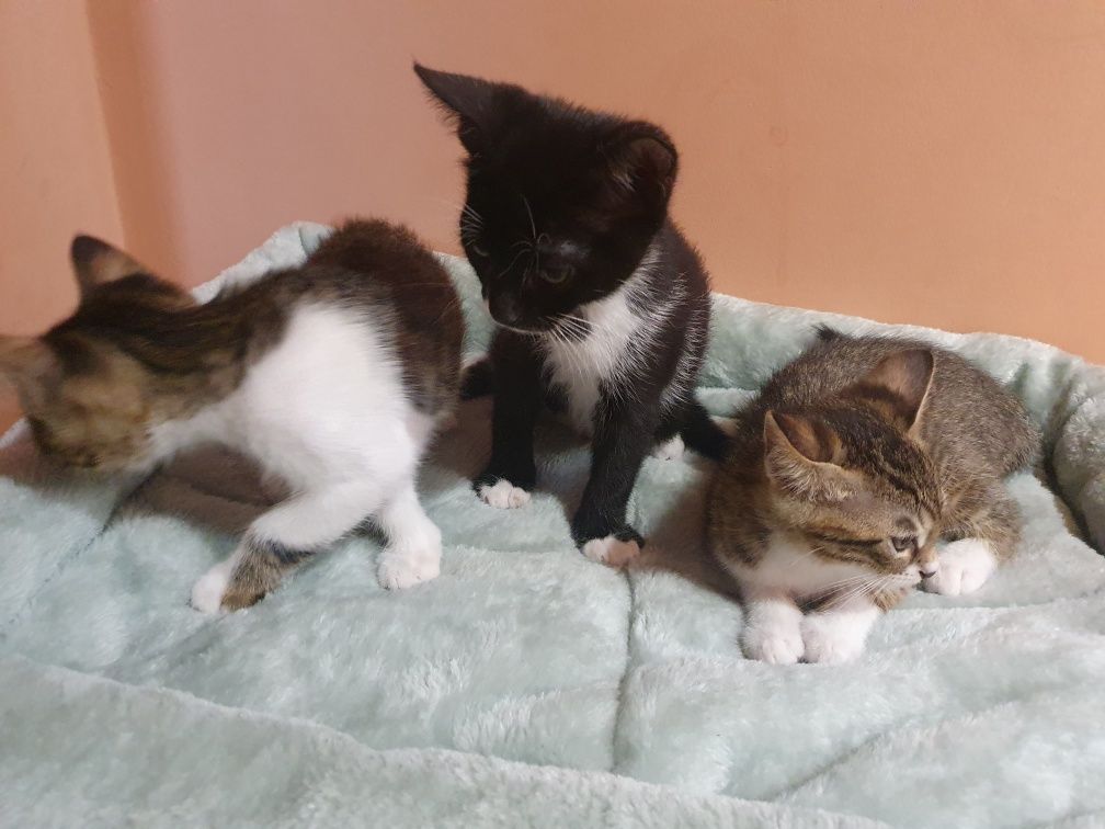 Подарявам котета