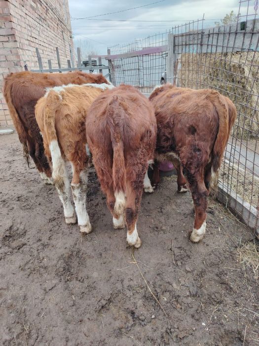 Продам бычков/бұқалар сатылады