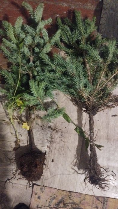 Продаю голубые ели