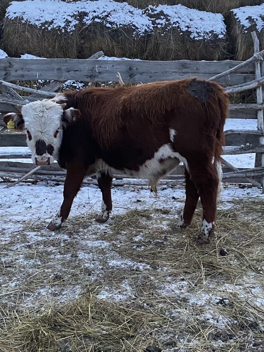 Бычки подсос ВКО ЗАЙСАН