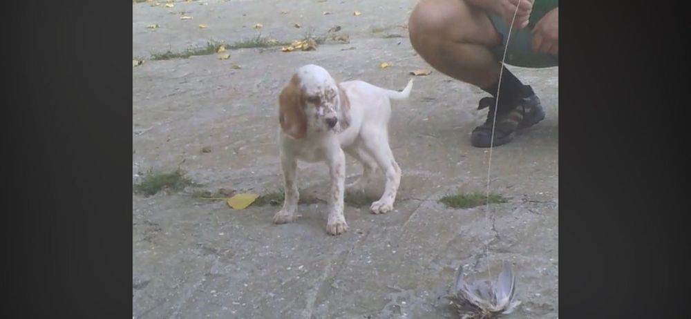 Английски сетер-ловно