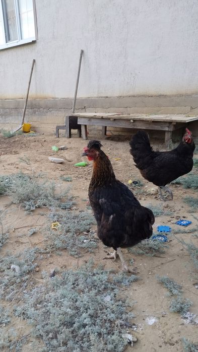 Домашние куры продам срочно