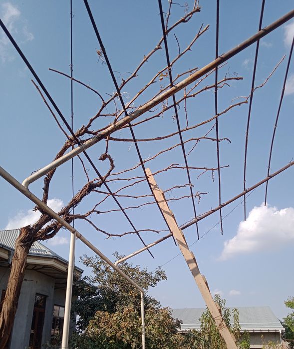 Sadovnik bogbon tok kesish archa gazon xizmati