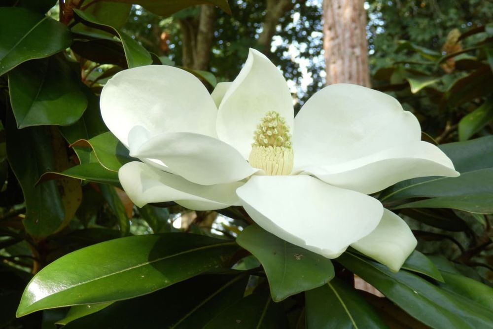 Magnolia Grandiflora la Ghiveci