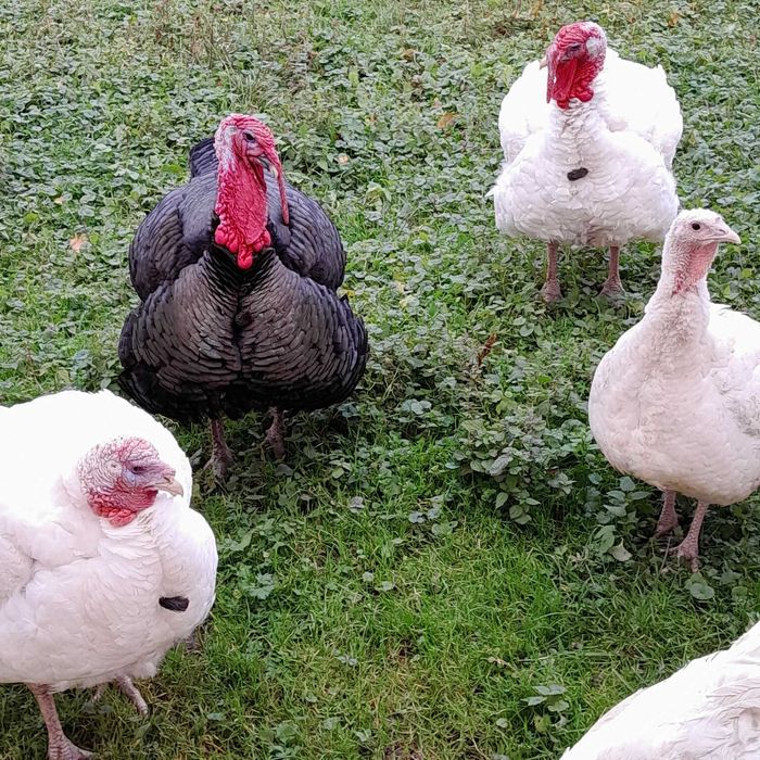 Vand curcani de casă