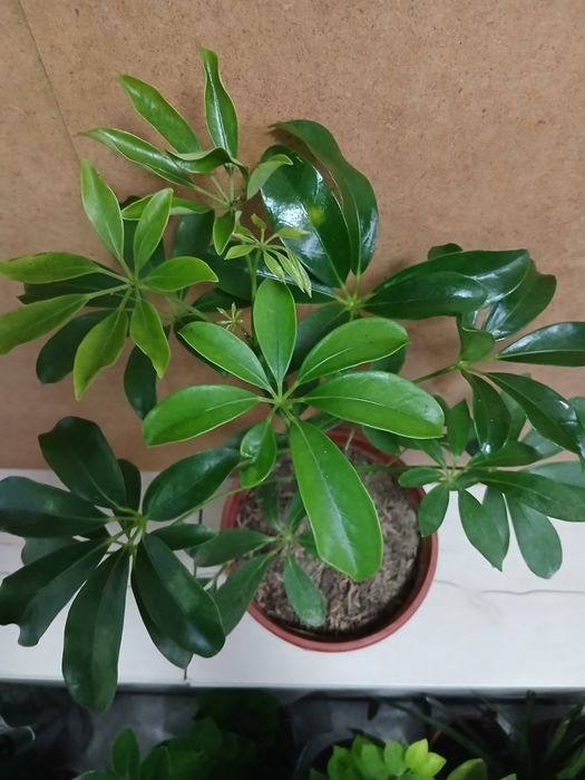 Шефлера адаптированная