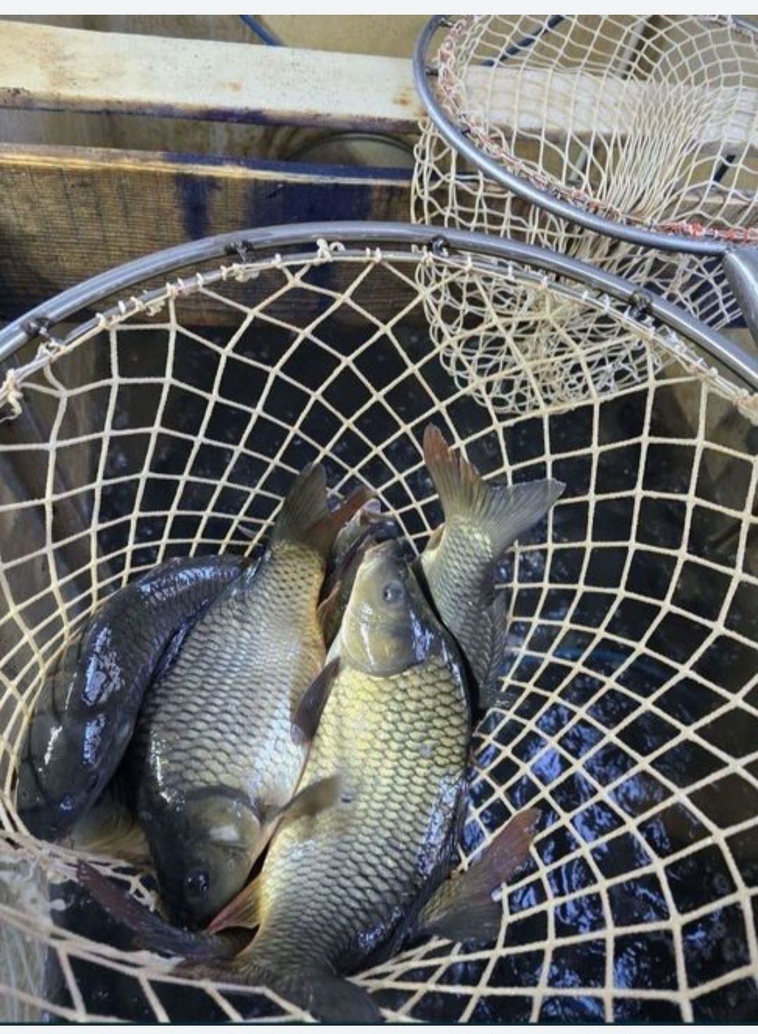 Vând Crap Viu 1,5-3 Kg