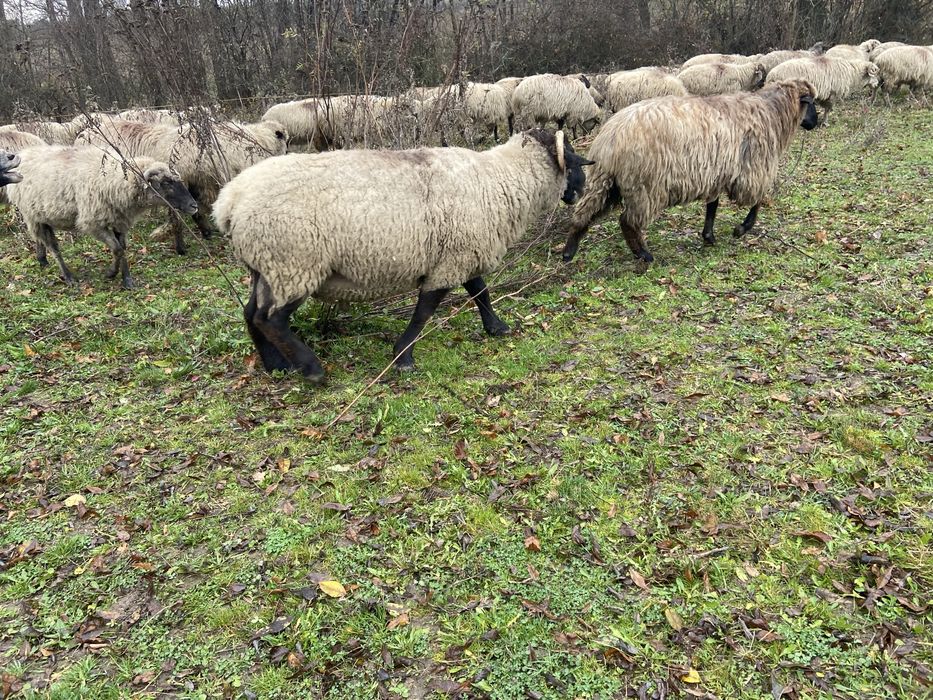 Vand berbec de 4 ani rasa carne