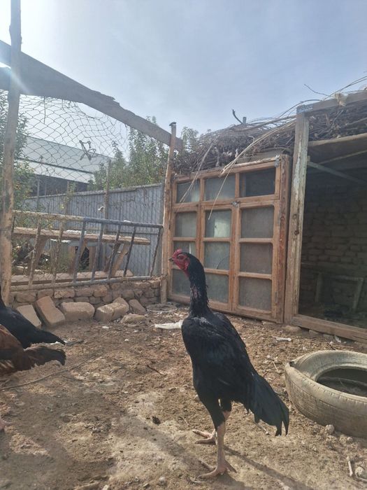 xoroz 4,500kg 500ming