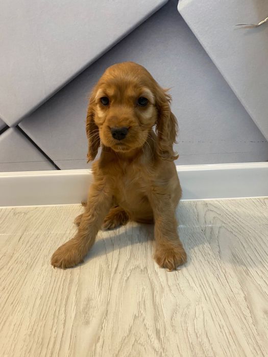Coker Spaniel 2 luni