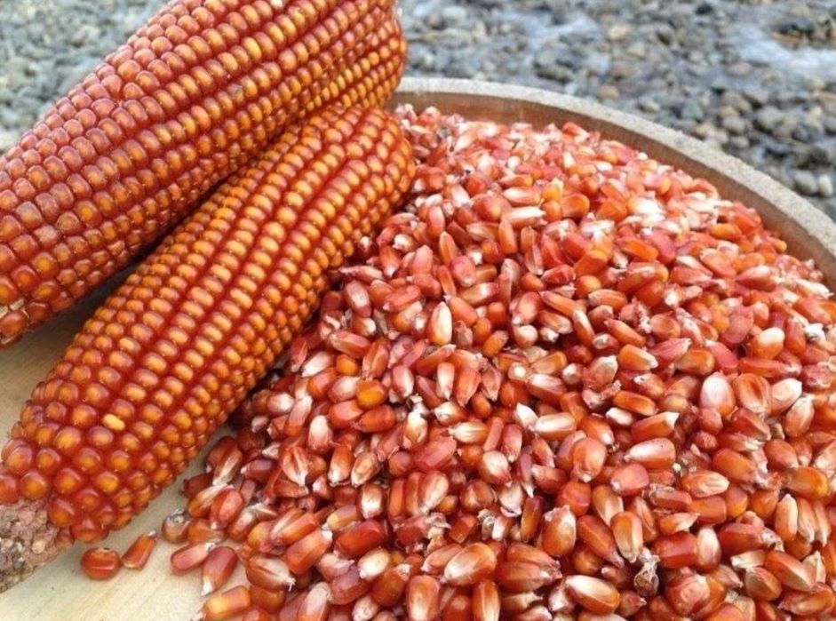 Porumb rosu bob mic sticlos