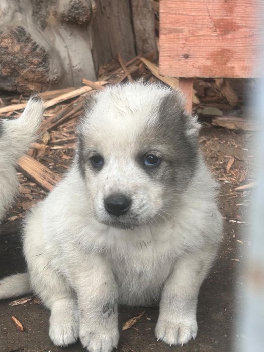 Алабай щенки САО Тобет