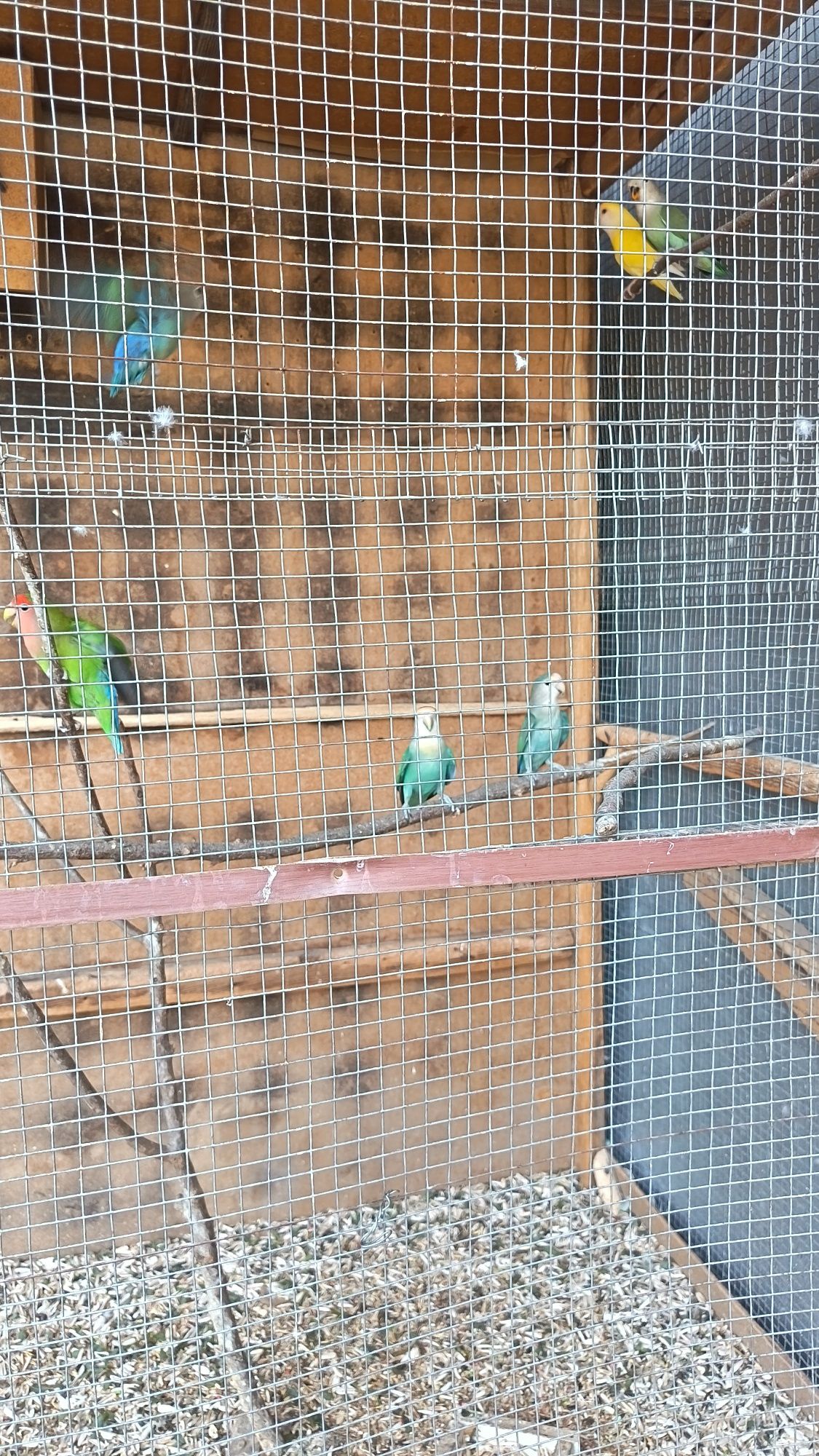 Nerqzluchnikla qafasi bilan sotiladi
