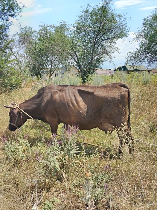 Корова молочной породы