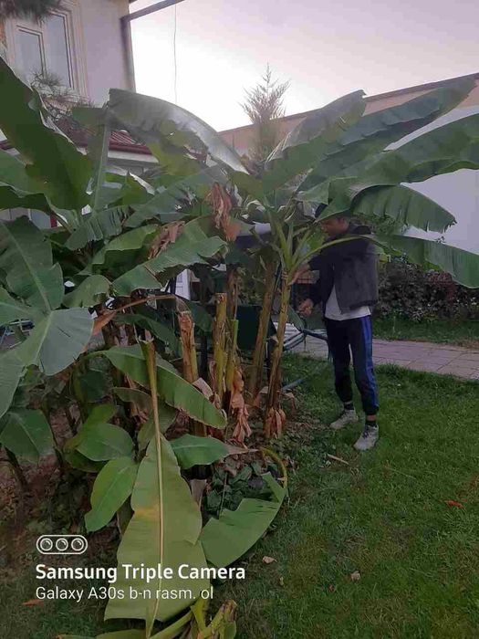 Gazon ekish xizmati archa kesish