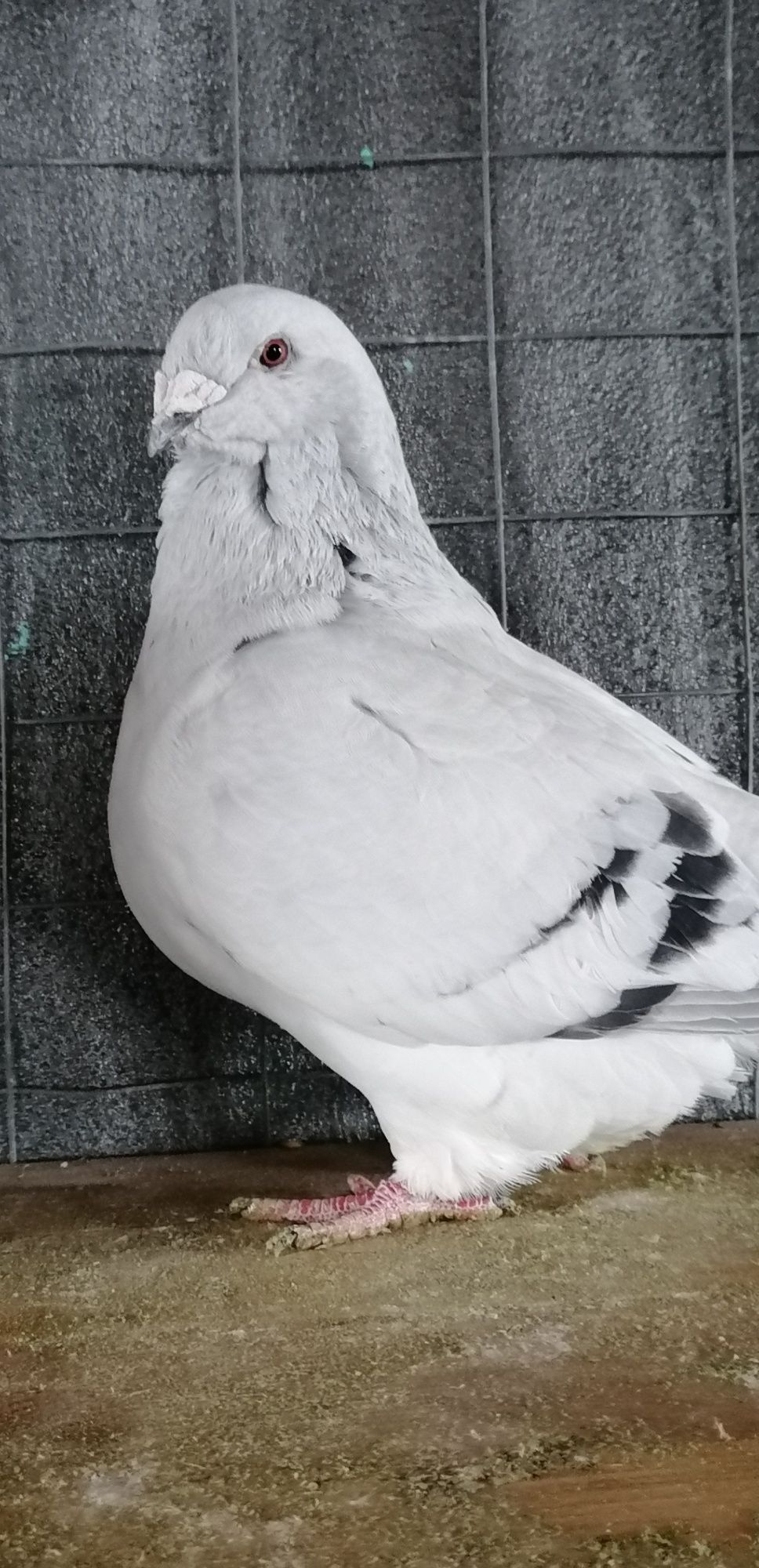 Porumbei standard azuri