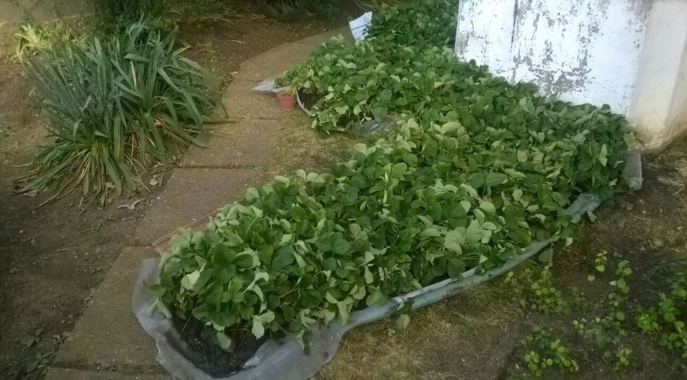 Stoloni Capsuni Premium A+