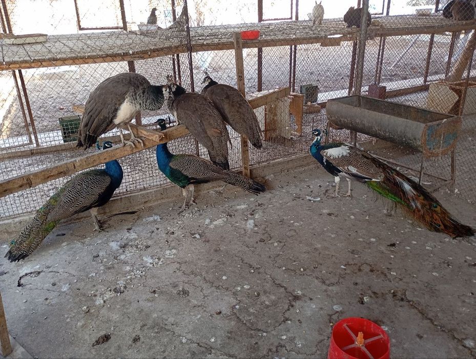 Продам павлинов Авлак и индийский