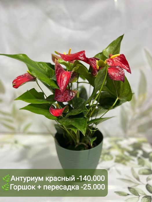 Антуриумы разных сортов