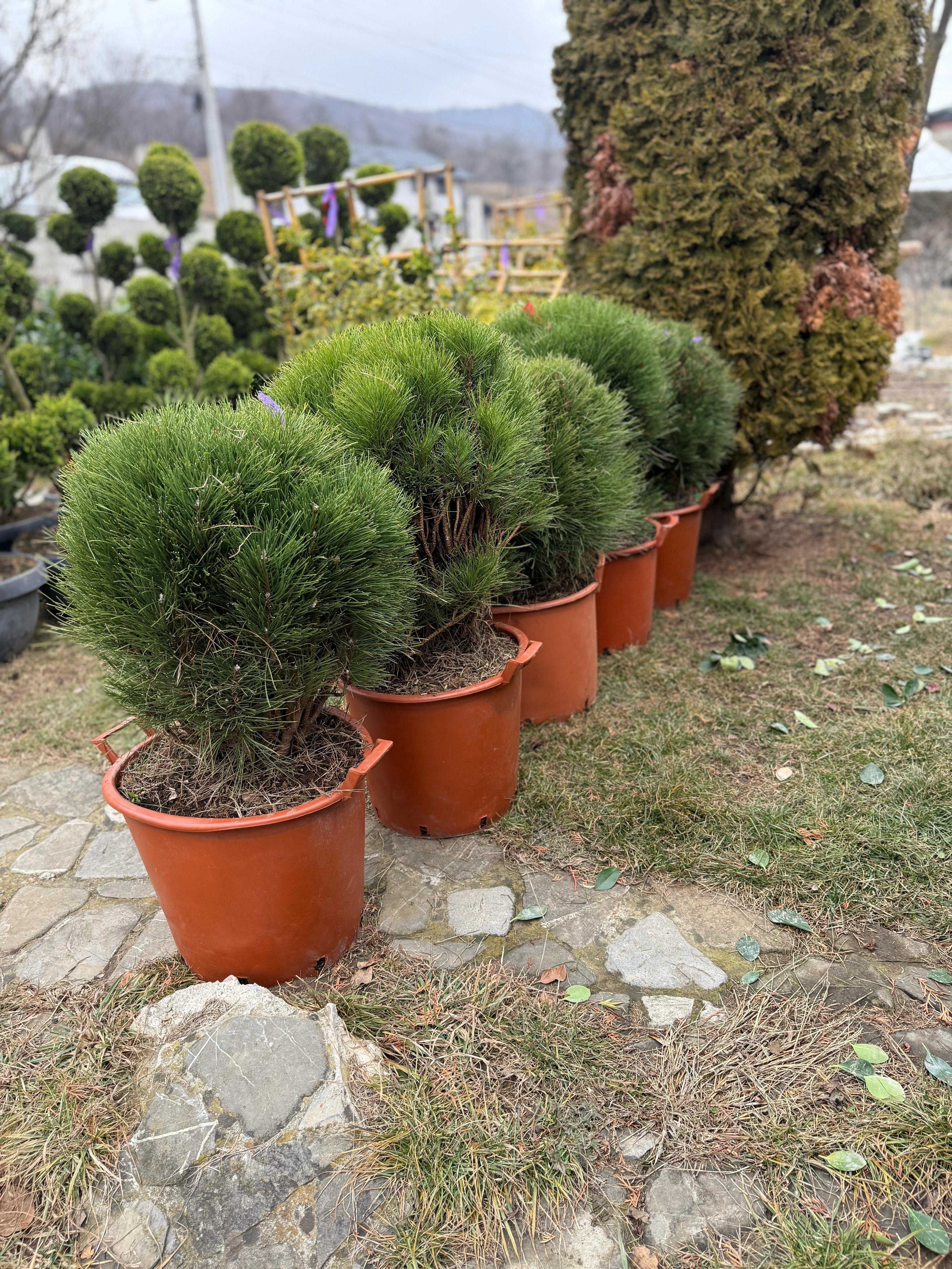 Îți transformăm grădina cu plante ornamentale spectaculoase!