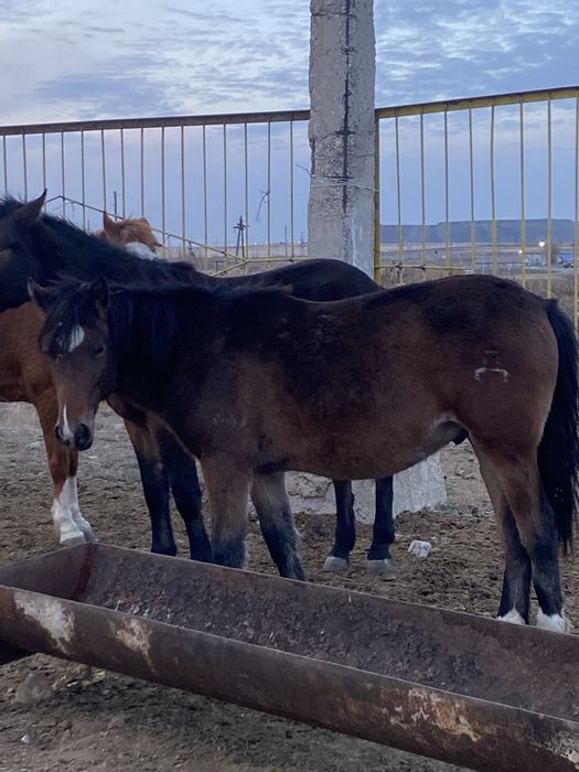 Тай сатылады !!!