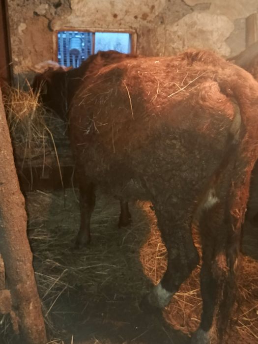 Продам 3 коровы и первотелку на развод оптом