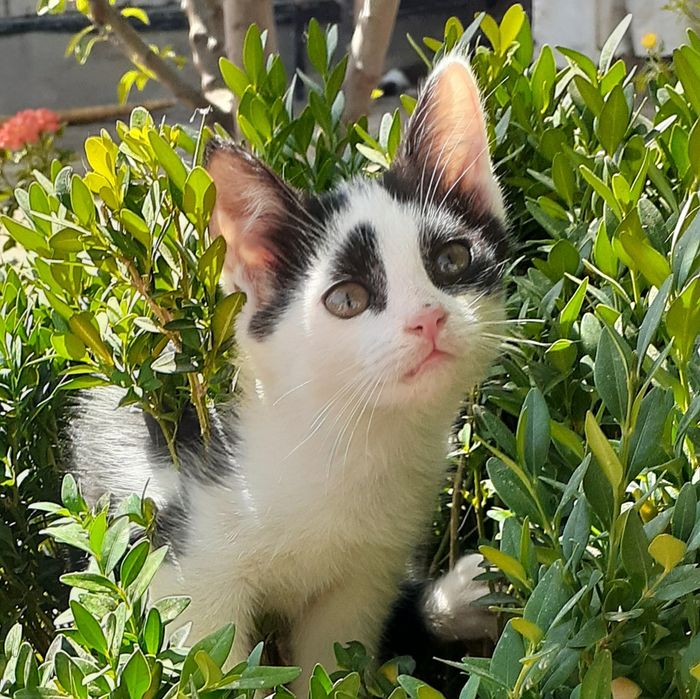 Котята в добрые руки!