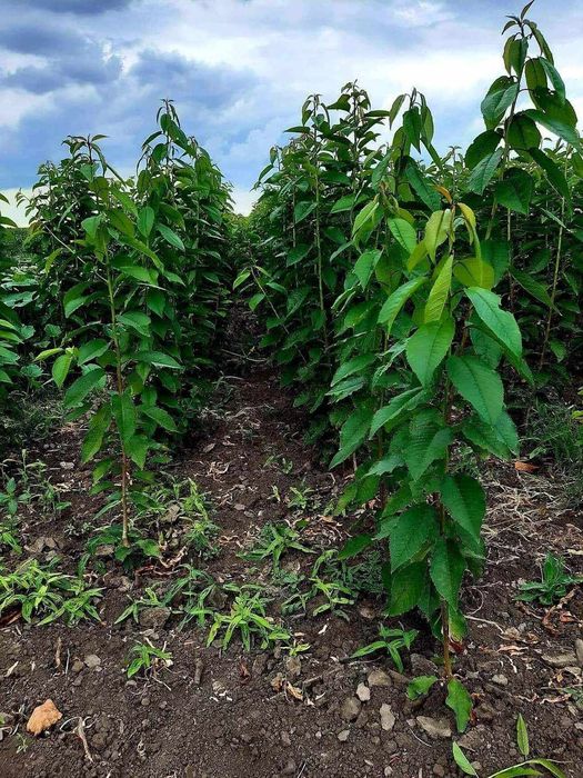 Pomi fructiferi certificati