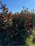 Garden Devis | Photinia Red Robin - Gard viu decorativ