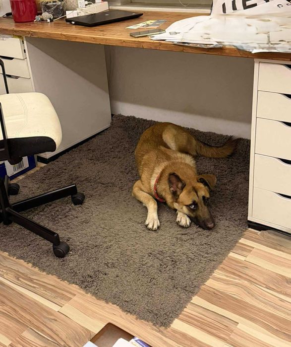 Страхотен Шарено-Очко търси Дом