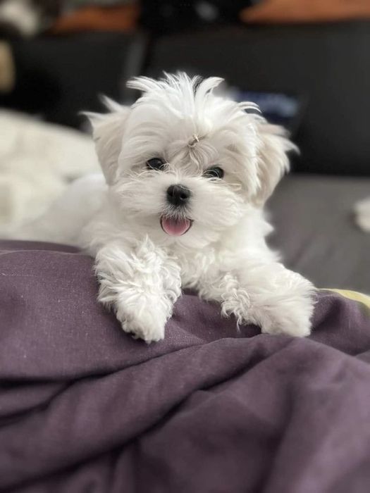 Bichon maltez mini toy