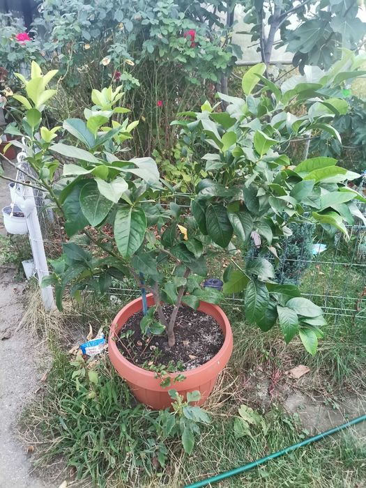 Lamai  anul 6 super