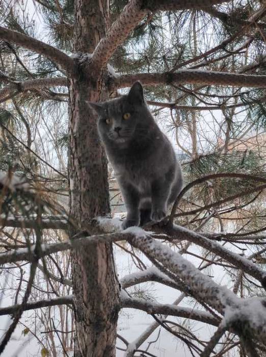 Кот необыкновенной красоты