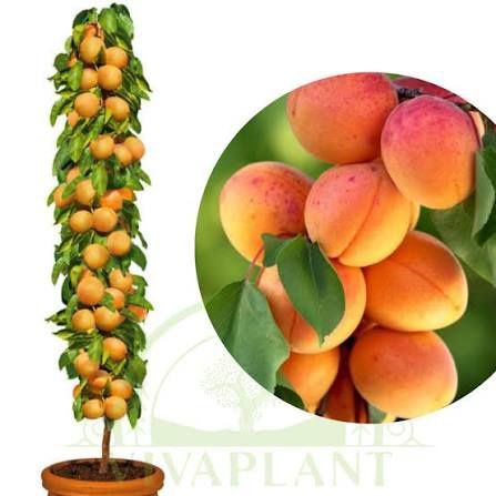 Cais columnar Asian pearl la ghiveci