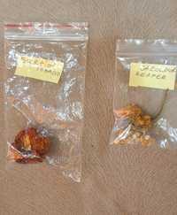 Semințe de Carolina Reaper și Scorpion Tobago