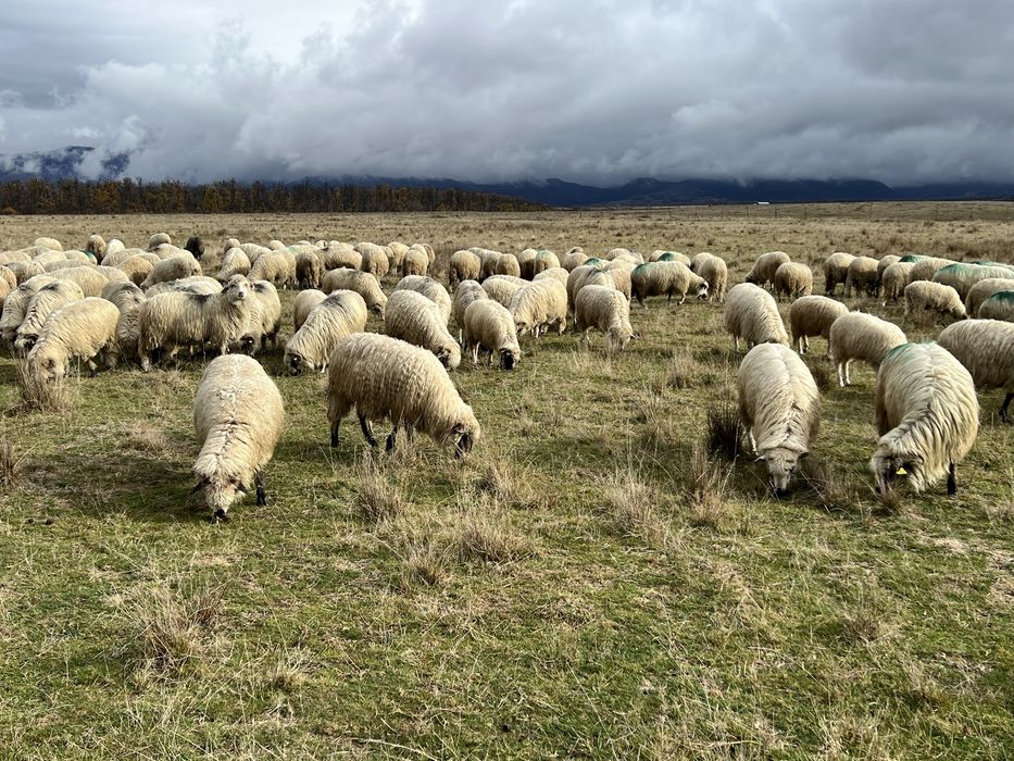 Vând oi tinere sau schimb cu vaci