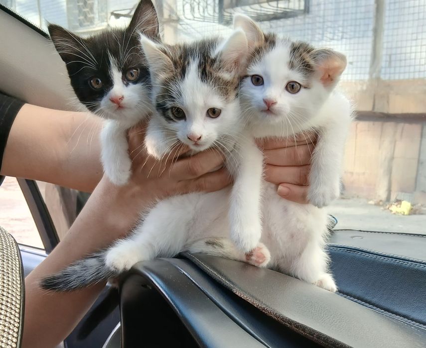 Продаются котята девочки